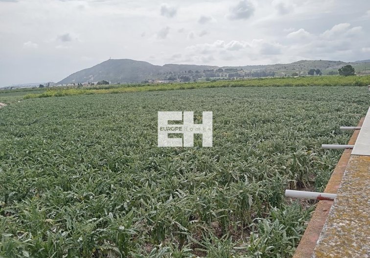 Segunda mano - Finca - Orihuela - BUENA VIDA DESAMPARADOS
