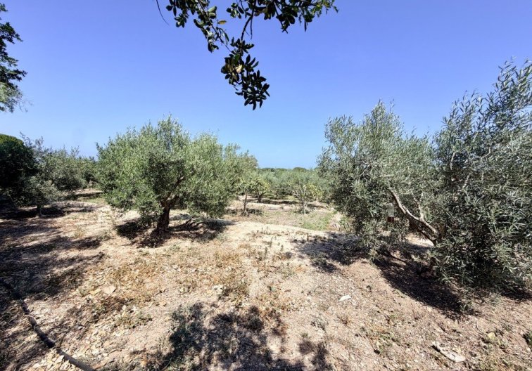 Segunda mano - Finca - La Marina - Costa Blanca