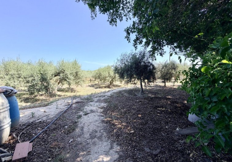 Segunda mano - Finca - La Marina - Costa Blanca