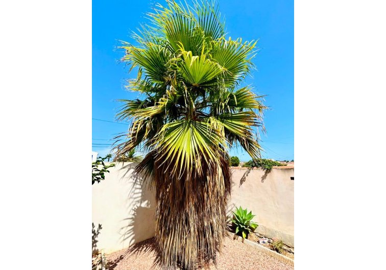 Revente - villa - Torrevieja - Costa Blanca